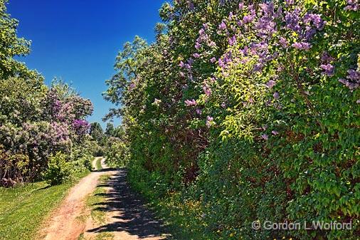 Lilac Lane_16399.jpg - Photographed at Franktown, Ontario, Canada.